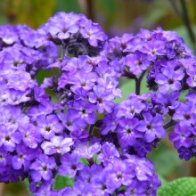 Heliotropium arborescens 'Marine'