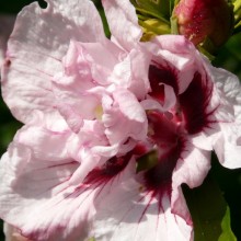 Hibiscus syriacus 'Leopoldii'