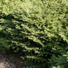 Picea abies 'Nidiformis'