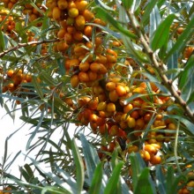 Hippophae rhamnoides