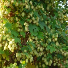 Humulus lupulus