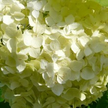 Hydrangea arborescens 'Grandiflora'