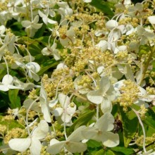 Hydrangea heteromalla 'Bretschneideri'