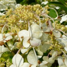 Hydrangea heteromalla 'Bretschneideri'