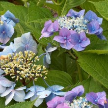 Hydrangea macrophylla 'Blaumeise'