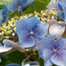 Hydrangea macrophylla 'Blaumeise'