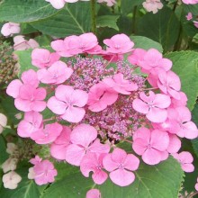 Hydrangea macrophylla 'Geoffrey Chadbund'