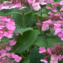 Hydrangea macrophylla 'Geoffrey Chadbund'