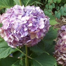 Hydrangea macrophylla 'Hobella'
