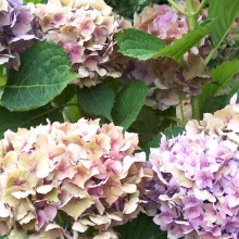 Hydrangea macrophylla 'Hobella'