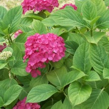 Hydrangea macrophylla 'Miss Hepburn'