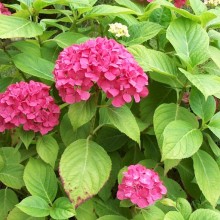 Hydrangea macrophylla 'Miss Hepburn'