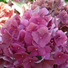 Hydrangea macrophylla 'Miss Hepburn'