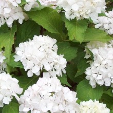 Hydrangea macrophylla 'Soeur Therese'