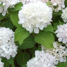 Hydrangea macrophylla 'Soeur Therese'