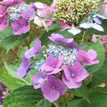 Hydrangea macrophylla 'Taube'