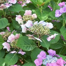 Hydrangea macrophylla 'Taube'