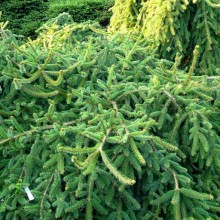 Picea abies 'Reflexa'