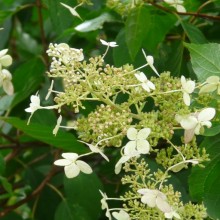 Hydrangea paniculata 'Big Ben'