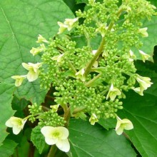Hydrangea quercifolia 'Snowflake' | květenství