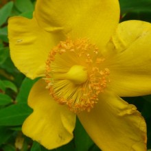 Hypericum hybr. 'Hidcote'