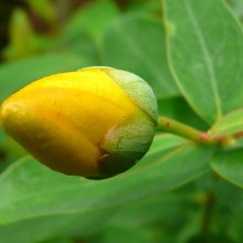 Hypericum hybr. 'Hidcote'