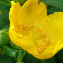 Hypericum hybr. 'Hidcote'