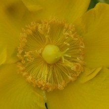 Hypericum hybr. 'Hidcote'
