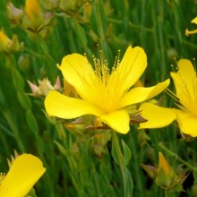 Hypericum olympicum