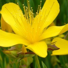 Hypericum olympicum