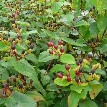 Hypericum x inodorum 'Rheingold'