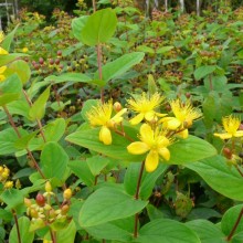 Hypericum x inodorum 'Rheingold'