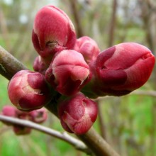 Chaenomeles speciosa 'Rouge Orange'