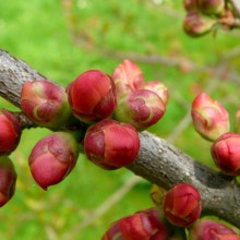 Chaenomeles speciosa 'Topy Red'