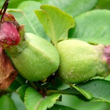 Chaenomeles x superba 'Ernst Finken'