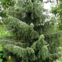 Picea breweriana