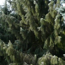 Picea breweriana