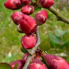 Chaenomeles x superba 'Etna'