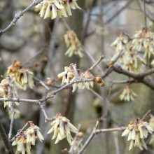 Chimonanthus praecox | květy