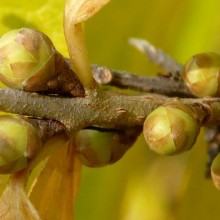 Chimonanthus praecox | květní pupeny