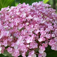 Hydrangea macrophylla