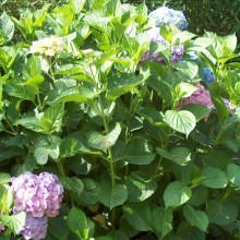 Hydrangea macrophylla