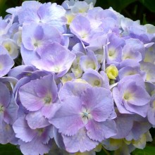 Hydrangea macrophylla