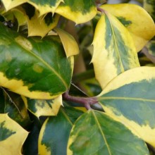 Ilex altaclerensis 'Golden King'