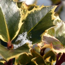 Ilex aquifolium