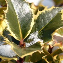 Ilex aquifolium