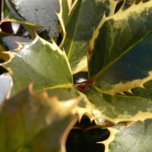 Ilex aquifolium