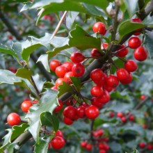 Ilex aquifolium