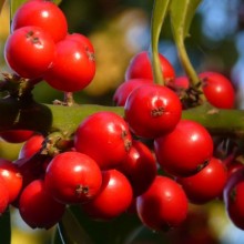 Ilex aquifolium | plody