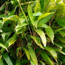 Indocalamus latifolius